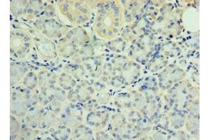 Immunohistochemistry of paraffin-embedded human pancreatic tissue using ABIN7171160 at dilution of 1:100 (SYT4 抗体  (AA 38-190))