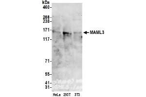 Western Blotting (WB) image for anti-Mastermind-Like 3 (MAML3) (AA 150-200) antibody (ABIN7454662) (MAML3 抗体  (AA 150-200))