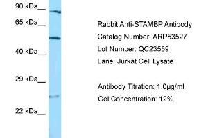 Western Blotting (WB) image for anti-STAM Binding Protein (STAMBP) (C-Term) antibody (ABIN2785429) (STAMBP 抗体  (C-Term))