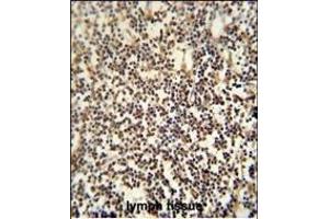 C12orf48 antibody (C-term) (ABIN654041 and ABIN2843950) immunohistochemistry analysis in formalin fixed and paraffin embedded human lymph tissue followed by peroxidase conjugation of the secondary antibody and DAB staining. (PARPBP 抗体  (C-Term))