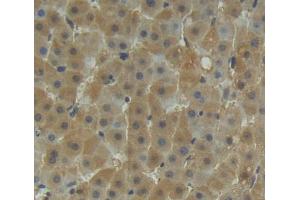 Used in DAB staining on fromalin fixed paraffin- embedded liver tissue (TST 抗体  (AA 2-297))