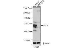 Western blot analysis of extracts from normal (control) and JNK2 knockout (KO) 293T cells, using JNK2 antibody (ABIN3021848, ABIN3021849, ABIN3021850 and ABIN1513115) at 1:1000 dilution. (JNK2 抗体  (AA 1-424))