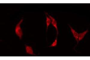 ABIN6273919 staining Hela by IF/ICC. (F4/80 抗体  (C-Term))