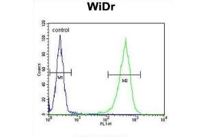 Flow Cytometry (FACS) image for anti-Coiled-Coil Domain Containing 3 (CCDC3) antibody (ABIN3003893) (CCDC3 抗体)