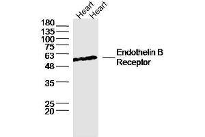 Lane 1: Rat heart lysates, Lane 2: Mouse heart lysates probed with ETBR/Endothelin B Receptor Polyclonal Antibody, unconjugated  at 1:300 overnight at 4°C followed by a conjugated secondary antibody for 60 minutes at 37°C. (EDNRB 抗体  (AA 378-442))