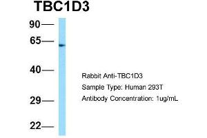 Host: Rabbit Target Name: TBC1D3 Sample Type: Human 293T Antibody Dilution: 1.