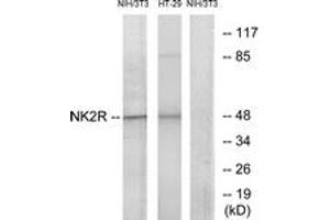 Western blot analysis of extracts from NIH-3T3/HT-29 cells, using NK2R Antibody. (TACR2 抗体  (AA 301-350))