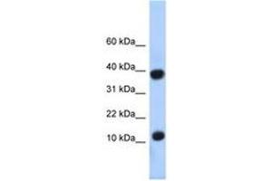Image no. 1 for anti-Pterin-4 alpha-Carbinolamine Dehydratase/dimerization Cofactor of Hepatocyte Nuclear Factor 1 alpha (PCBD1) (N-Term) antibody (ABIN6740300)