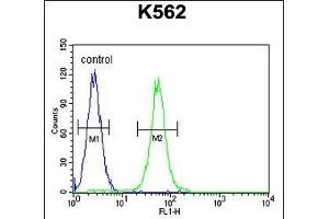 SS Antibody (C-term) (ABIN655046 and ABIN2844675) flow cytometric analysis of K562 cells (right histogram) compared to a negative control cell (left histogram). (AASS 抗体  (C-Term))