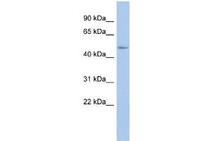 WB Suggested Anti-BAT1 Antibody Titration:  0. (BAT1 抗体  (N-Term))