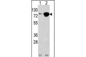 Western blot analysis of anti-EIF4B Antibody (Center) Pab (ABIN388669 and ABIN2837872) in 293 cell line lysates transiently transfected with the EIF4B gene (2 μg/lane). (EIF4B 抗体  (AA 353-382))