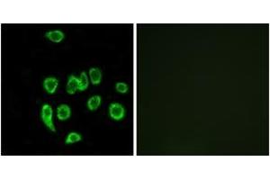 Immunofluorescence (IF) image for anti-Mitochondrial Ribosomal Protein L32 (MRPL32) (AA 101-150) antibody (ABIN2890054) (MRPL32 抗体  (AA 101-150))