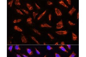 Immunofluorescence analysis of U-2 OS cells using MFGE8 Polyclonal Antibody at dilution of 1:100. (MFGE8 抗体)