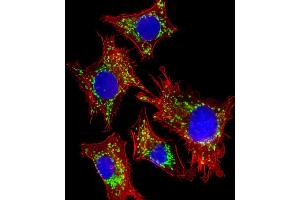 Immunofluorescent analysis of 4 % paraformaldehyde-fixed, 0. (HSPD1 抗体  (AA 340-374))