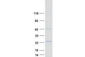 Western Blotting (WB) image for CKLF-Like MARVEL Transmembrane Domain Containing 6 (CMTM6) protein (Myc-DYKDDDDK Tag) (ABIN2712901)