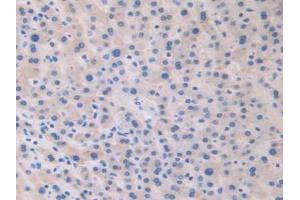 IHC-P analysis of Human Liver Tissue, with DAB staining. (Relaxin 2 抗体  (AA 1-186))