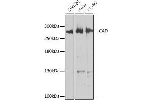 Western blot analysis of extracts of various cell lines using CAD Polyclonal Antibody at dilution of 1:1000. (CAD 抗体)