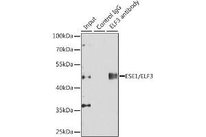 Immunoprecipitation analysis of 150 μg extracts of  cells using 3 μg ESE1/ESE1/ELF3 antibody (ABIN6130346, ABIN6140124, ABIN6140126 and ABIN6217508). (ELF3 抗体  (AA 1-280))
