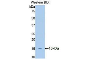 Western Blotting (WB) image for anti-Trefoil Factor 2 (TFF2) antibody (Biotin) (ABIN1173512) (Trefoil Factor 2 抗体  (Biotin))