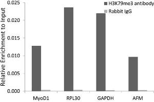 Chromatin Immunoprecipitation (ChIP) image for anti-Histone 3 (H3) (H3K79me3) antibody (ABIN3023275) (Histone 3 抗体  (H3K79me3))