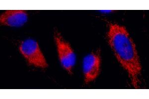 anti-Isocitrate Dehydrogenase 2 (NADP+), Mitochondrial (IDH2) (AA 402-452) antibody