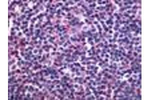 Anti-S1PR4 / EDG6 antibody IHC of human lymph node. (S1PR4 抗体  (Cytoplasmic Domain))