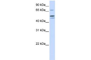 WB Suggested Anti-EARS2 Antibody Titration: 0. (EARS2 抗体  (Middle Region))
