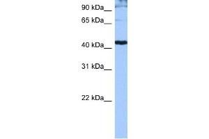 WB Suggested Anti-SFRS6 Antibody Titration: 0. (SFRS6 抗体  (Middle Region))