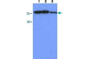 Western blot analysis of HepG2 cell lysate (30 ug) by using PFKM monoclonal antibody, clone AT2F11  (1:500-1:2000). (PFKM 抗体  (AA 1-780))