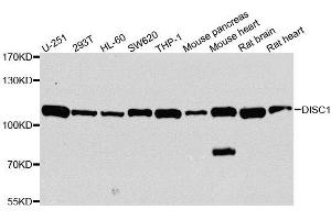 Western blot analysis of extracts of various cell lines, using DISC1 antibody. (DISC1 抗体  (AA 1-200))