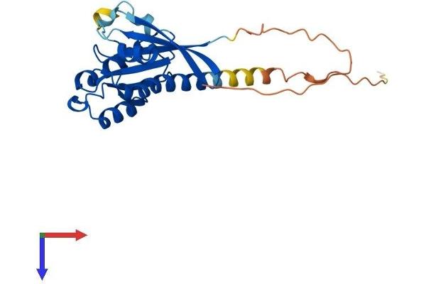 RAB33A Protein (AA 1-237) (His tag)