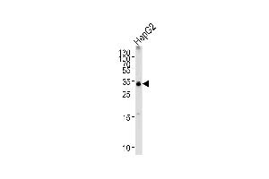 Western blot analysis of lysate from HepG2 cell line, using TCEAL2 Antibody (N-term) (ABIN1538856 and ABIN2849791). (TCEAL2 抗体  (N-Term))