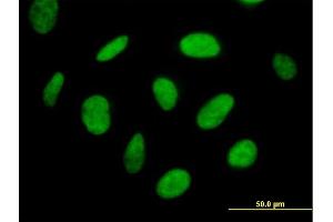 Immunofluorescence (IF) image for anti-TH1-Like (TH1L) (AA 1-590) antibody (ABIN526763)