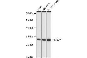 Western blot analysis of extracts of various cell lines using MED7 Polyclonal Antibody at dilution of 1:1000. (MED7 抗体)