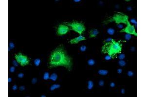 Immunofluorescence (IF) image for anti-Katanin P80 (WD Repeat Containing) Subunit B 1 (KATNB1) antibody (ABIN1498987) (KATNB1 抗体)