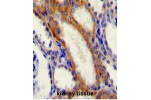 STIM1 Antibody (C-term) immunohistochemistry analysis in formalin fixed and paraffin embedded human kidney tissue followed by peroxidase conjugation of the secondary antibody and DAB staining. (STIM1 抗体  (C-Term))
