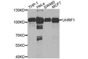 Western blot analysis of extracts of various cell lines, using UHRF1 antibody. (UHRF1 抗体  (AA 1-260))