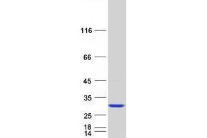 Western Blotting (WB) image for Trafficking Protein Particle Complex 4 (TRAPPC4) protein (Myc-DYKDDDDK Tag) (ABIN2734189)