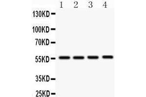 Anti- SMAD3 Picoband antibody, Western blotting All lanes: Anti SMAD3  at 0. (SMAD3 抗体  (Middle Region))