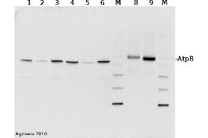 2 µg of total protein from (1) cow, (2) chicken, (3) pig, (4)  rat, (5) salmon, (6) seal, (8) Arabidopsis thaliana, (9) Zea mays extracted with Protein Extration Buffer, PEB and separated on  4-12% NuPage (Invitrogen) LDS-PAGE and blotted 1h to PVDF. (ATP1B1 抗体  (Subunit beta))