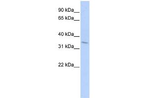 WB Suggested Anti-TNFRSF25 Antibody Titration:  0. (DR3/LARD 抗体  (Middle Region))