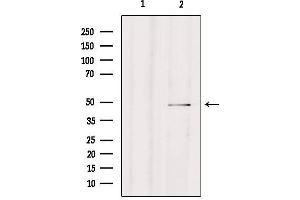 Western blot analysis of extracts from Hepg2, using CPA4 Antibody. (CPA4 抗体  (Internal Region))