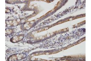 Image no. 1 for anti-Translocase of Inner Mitochondrial Membrane 9 (TIMM9) (AA 1-90) antibody (ABIN599211) (TIMM9 抗体  (AA 1-90))