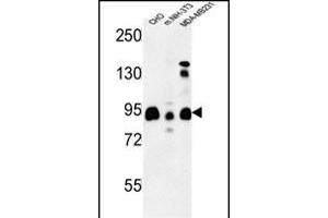 SGIP1 Antibody (N-term) (ABIN653508 and ABIN2842913) western blot analysis in CHO,MDA-M, mouse NIH-3T3 cell line lysates (35 μg/lane). (SGIP1 抗体  (N-Term))