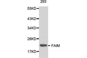 Western blot analysis of 293 cell lysate using FAIM antibody. (FAIM 抗体)