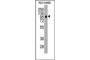Image no. 1 for anti-CCAAT/enhancer Binding Protein (C/EBP), zeta (CEBPZ) (C-Term) antibody (ABIN357868) (CEBPZ 抗体  (C-Term))