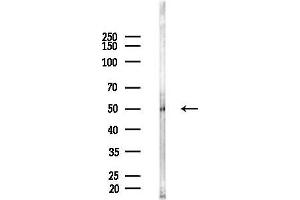 Western blot analysis of lysates from Mouse brain, using Phospho-Tau (Ser422)[Ser739] Antibody at 1/1000 dilution.
