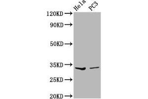 Western Blot Positive WB detected in: Hela whole cell lysate, PC-3 whole cell lysate All lanes: RNASEH1 antibody at 3. (Ribonuclease H1 抗体  (AA 73-185))