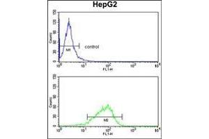 AP17436PU-N GPD1 Antibody (N-term) Flow Cytometry analysis of HepG2 cells (bottom histogram) compared to a negative control cell (top histogram). (GPD1 抗体  (N-Term))