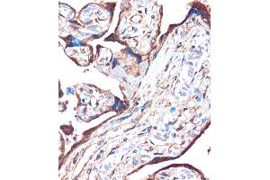 Immunohistochemistry of paraffin-embedded Human placenta using ZPBP Rabbit pAb (ABIN7271569) at dilution of 1:100 (40x lens). (ZPBP 抗体  (AA 45-200))